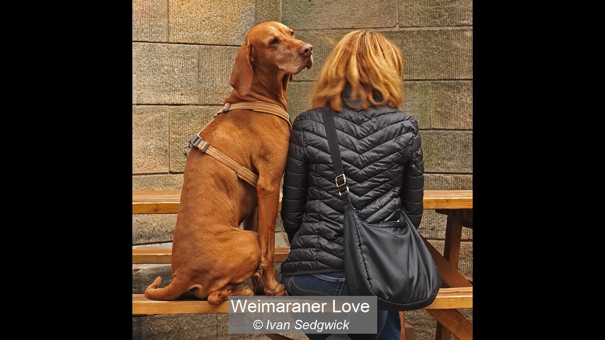 Weimaraner Love